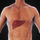 Vergrote lever: oorzaken en symptomen van leververgroting