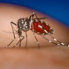 Chikungunya-virus: symptomen, oorzaak en behandeling