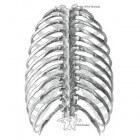 Pijn aan de ribben: oorzaken van ribpijn of pijnlijke ribben
