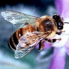 Bijensteek: wat te doen en zwelling behandelen en verzorgen