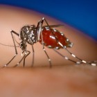 Zika-virus: symptomen, oorzaak, behandeling en prognose