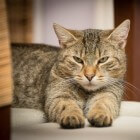 Kattenkrabziekte: Huidletsels en gezwollen lymfeklieren