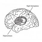Hippocampus: een klein onderdeel van onze hersenen