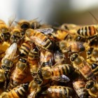 Bijensteek: Symptomen en behandeling van bijensteken