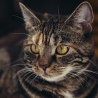 Kattenallergie: Symptomen door huidschilfers van kat