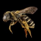 Allergische reactie op insectensteek: Symptomen & preventie