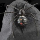 Beet van een zwarte weduwe-spin: Symptomen en behandeling
