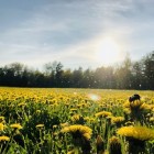 De hooikoortsperiode: pollen & pollenkalender