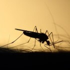 Skeeter-syndroom: Ernstige allergische reactie op muggenbeet