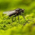 Vliegenbeten: Symptomen en behandeling van beet door vlieg