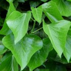 Gifsumak: Symptomen van blootstelling aan urushiol van plant