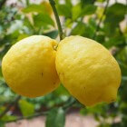 Dieet en citroen: Werkt afvallen met citroensap echt?