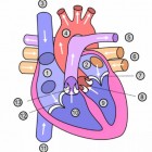De ingenieuze werking van het hart