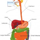Anatomie & fysiologie in 10 stappen  lever en galwegen