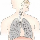 Fysiologie van de ademhaling  de longblaasjes (alveoli)