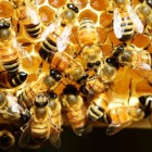 Honing voor medicinaal gebruik