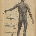 Anatomie & fysiologie in 10 stappen  de huid