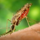 Hoe gevaarlijk is de malariamug en wat kan ik ertegen doen?