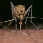 Muggen bestrijden en muggensteken voorkomen