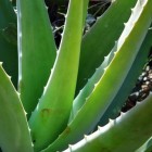 Aloë vera, de geneeskrachtige plant