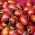 De geneeskracht van tamarillo of boomtomaat