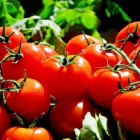 Hoe gezond is tomaat?