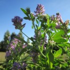 Hoe gezond is alfalfa en hoe pas je het toe?