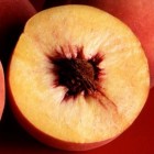 De geneeskracht van perzikenpoeder