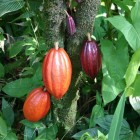 Cacao: gezondheidsvoordelen en voedingsstoffen cacaoboon