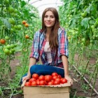 Tomaten: gezondheidsvoordelen en voedingswaarde tomaat