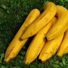 Bananen, zijn ze gezond en hebben we ze nodig?