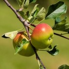 10 geneeskrachtige kanten van de appel