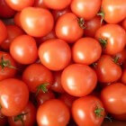 De geneeskracht van tomaat
