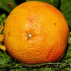 De geneeskracht van grapefruit