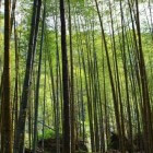 Kleding van bamboe: de voor- en nadelen