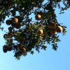 De geneeskracht van de bittere oranje-appelboom