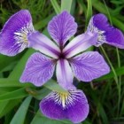 De geneeskracht van Amerikaanse blauwe iris