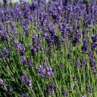 Lavendel: mooi, geurend en geneeskrachtig