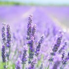 Lavendel: gezondheidsvoordelen, toepassingen en bijwerkingen