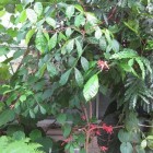 Bitterhout (kwasibita): gezondheidsvoordelen en werking