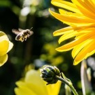 Antibioticum Propolis (Bijenbalsem)