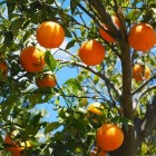 Etherische olie: zoete sinaasappel