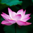 Yoga en hindoeïsme  de lotusbloem