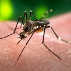 Chikungunya  Knokkelkoorts en Sint Maarten