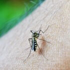 Tropische ziekten: jezelf beschermen tegen malaria