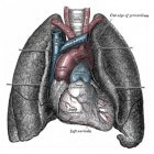 Wat is het verschil tussen astma en bronchitis?