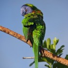 De papegaaienziekte bij dier en mens