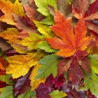 Voorlezen over de herfst bij dementie: verhalen, gedichten