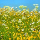 Hooikoorts: pollenkalender