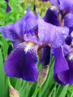 In de vroege morgen kun je rijen dauwdruppels aan de irisbladeren zien. / Bron: DEZALB, Pixabay